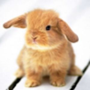 Meet your Posher, Isabel